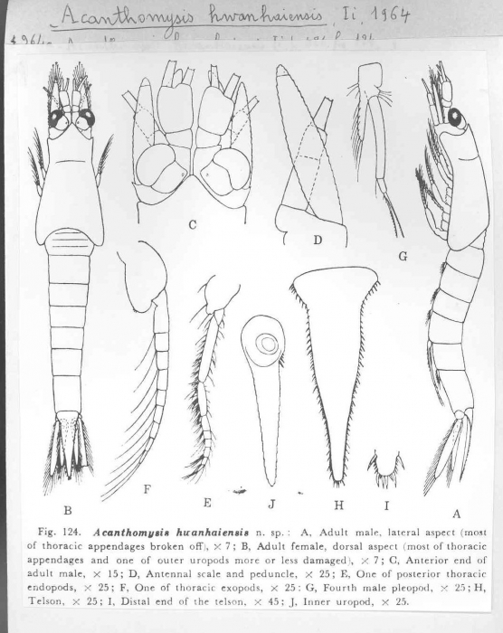 Acanthomysis hwanhaiensis