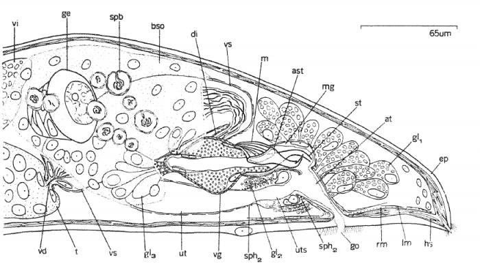 Florianella bipolaris