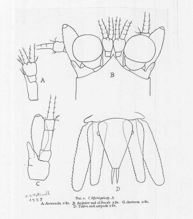 Mysidopsis bispinosa