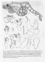 Mysidopsis camelina
