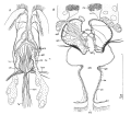 Platyhelminthes (flatworms)