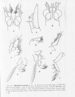Mysidopsis japonica