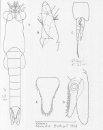 Mysidopsis mortenseni