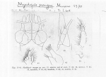 Mysidopsis surugae