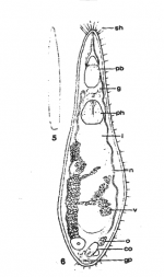 Ethmorhynchus youngi