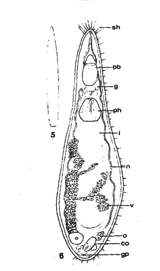 Ethmorhynchus youngi Ethmorhynchus youngi