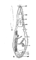 Platyhelminthes (flatworms)