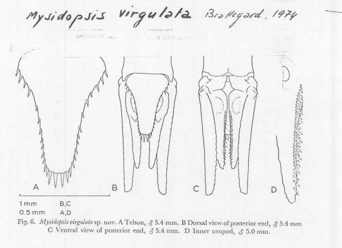Mysidopsis virgulata