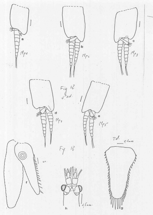 Mysidopsis coelhoi