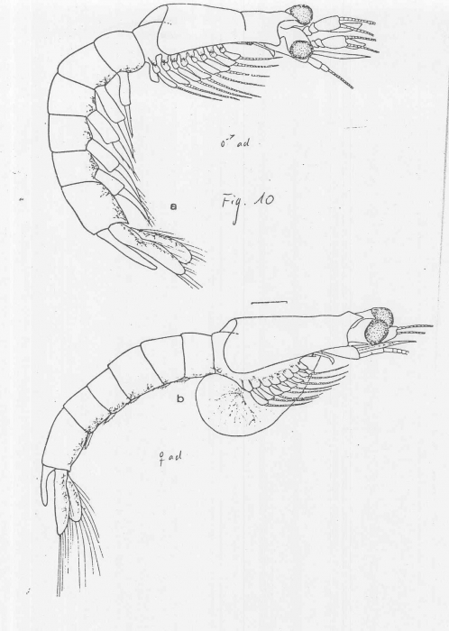 Mysidopsis coelhoi Mysidopsis coelhoi