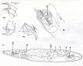 Platyhelminthes (flatworms)