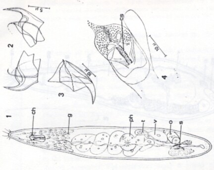 Uncinorhynchus karlingi Uncinorhynchus karlingi