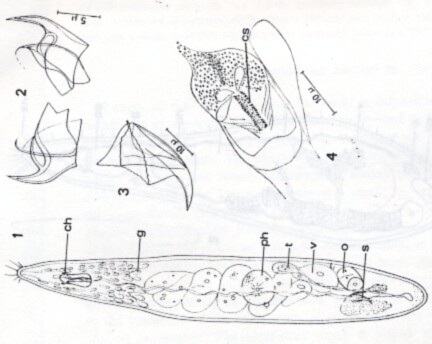 Uncinorhynchus karlingi