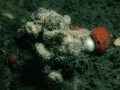 Porifera (sponges)