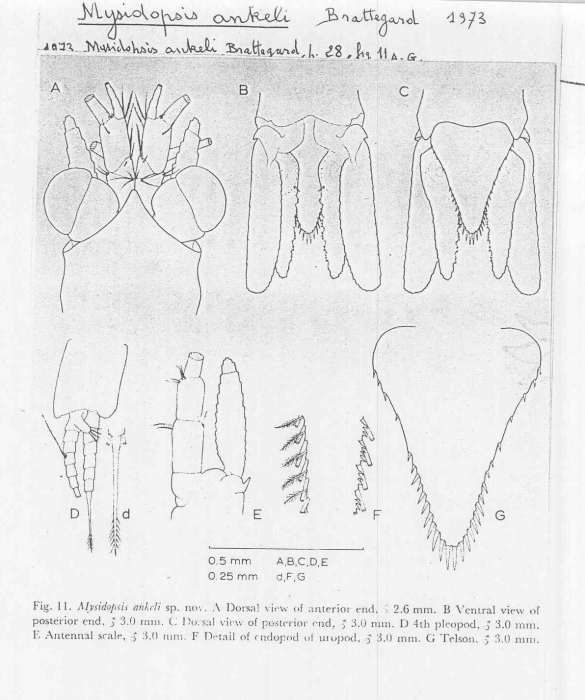 Mysidopsis ankeli