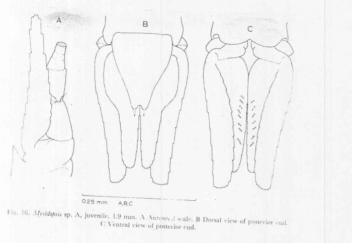 Mysidopsis bispinulata