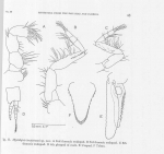 Mysidopsis brattstroemi