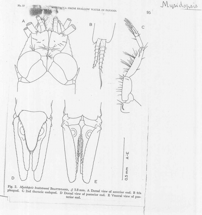 Mysidopsis brattstroemi