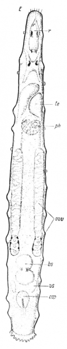 Cicerina elegans Cicerina elegans
