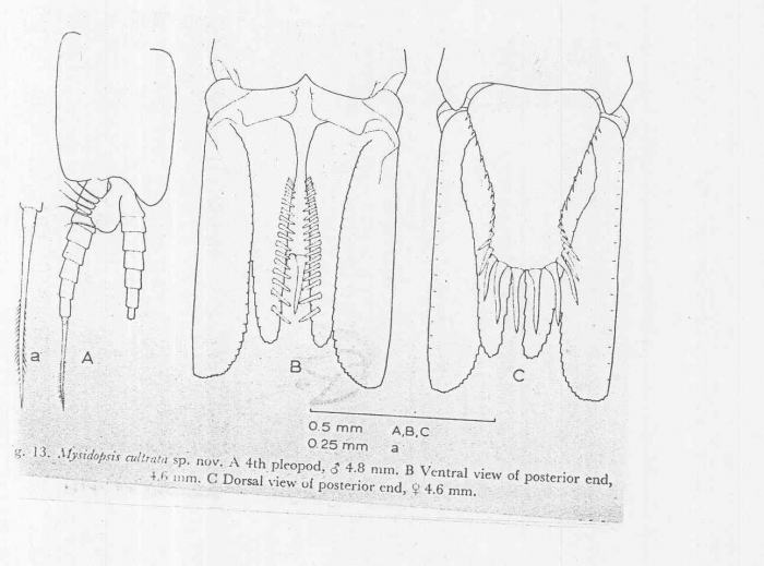 Mysidopsis cultrata