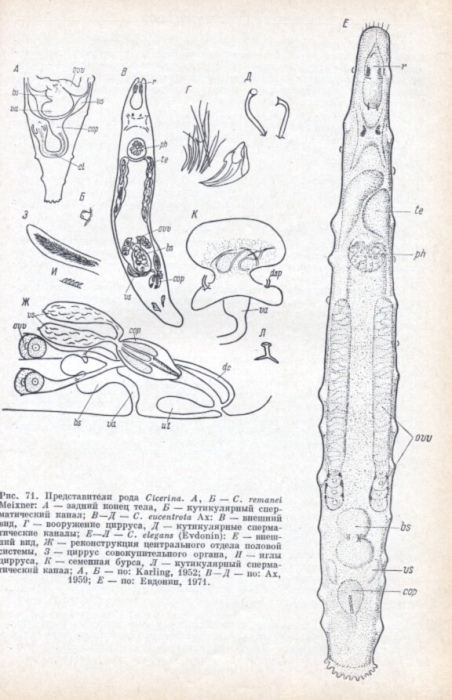 Cicerina elegans Cicerina elegans