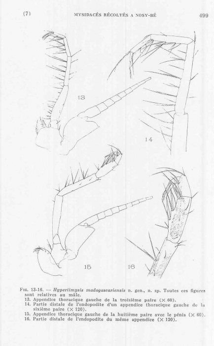 Hyperiimysis madagascariensis