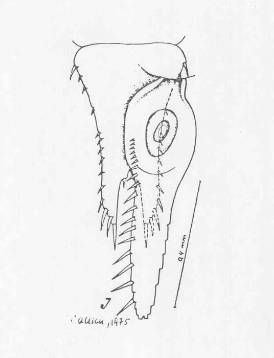 Dioptromysis proxima Dioptromysis proxima