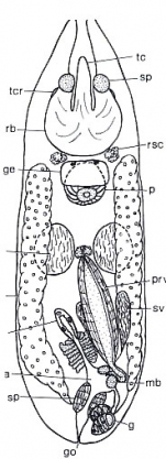 Crassicollum musculare