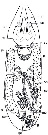 World list of turbellarian worms - Photogallery