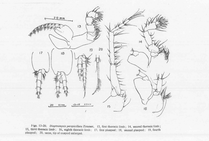 Dioptromysis spinosa