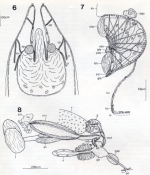 Crassicollum musculare