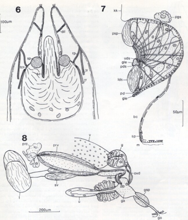 Crassicollum musculare Crassicollum musculare