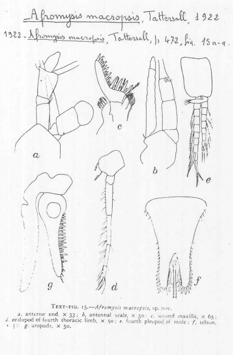 Afromysis macropsis