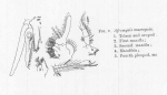 Afromysis macropsis