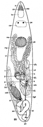 Elvertia krusei