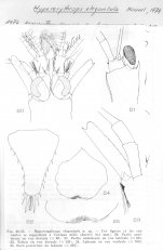 Hypererythrops elegantula