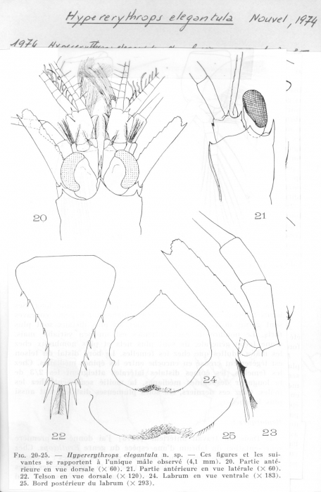 Hypererythrops elegantula