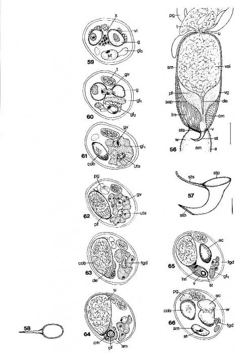 Elvertia krusei