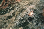 Hydrozoa (hydroids)