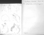 Scan taken from personal notes of H. Nouvel stored at CNRS La Rochelle (France) by Jean Paul Lagardere.