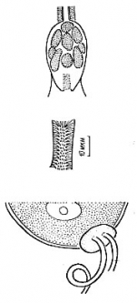 Chlamydorhynchus evekumiensis