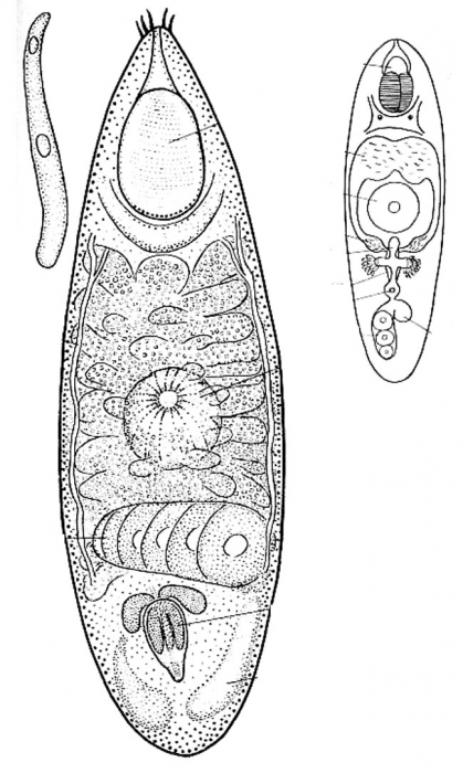 Chlamydorhynchus evekumiensis