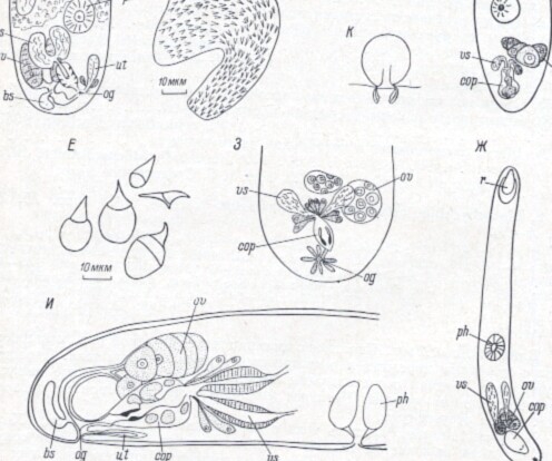 Neoplacorhynchus bakuensis Neoplacorhynchus bakuensis