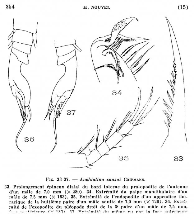 Anchialina sanzoi