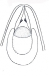 Neoplacorhynchus bakuensis
