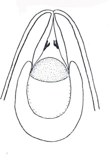 Neoplacorhynchus bakuensis Neoplacorhynchus bakuensis