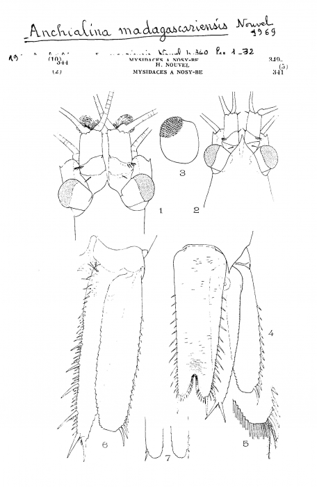 Anchialina madagascariensis Anchialina madagascariensis