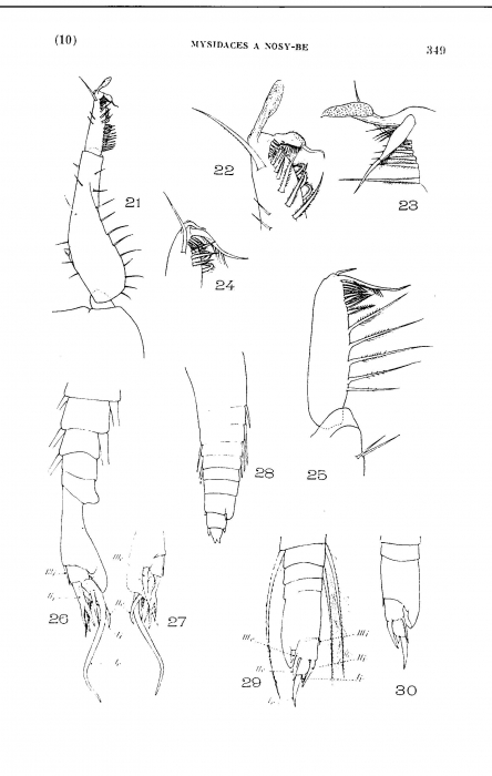 Anchialina madagascariensis