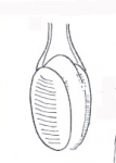 Oneppus denticulatus