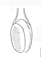 Oneppus denticulatus Oneppus denticulatus